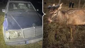 Олень Борис та пошкоджений Mercedes після ДТП дорогою до Києва