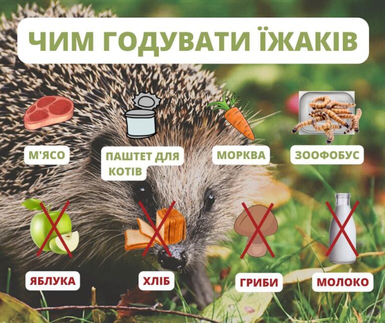 Рацион ежей: можно мясо, паштет для котов, морковь, Зоофас, червей; нельзя молока, яблок, хлеба, грибов.