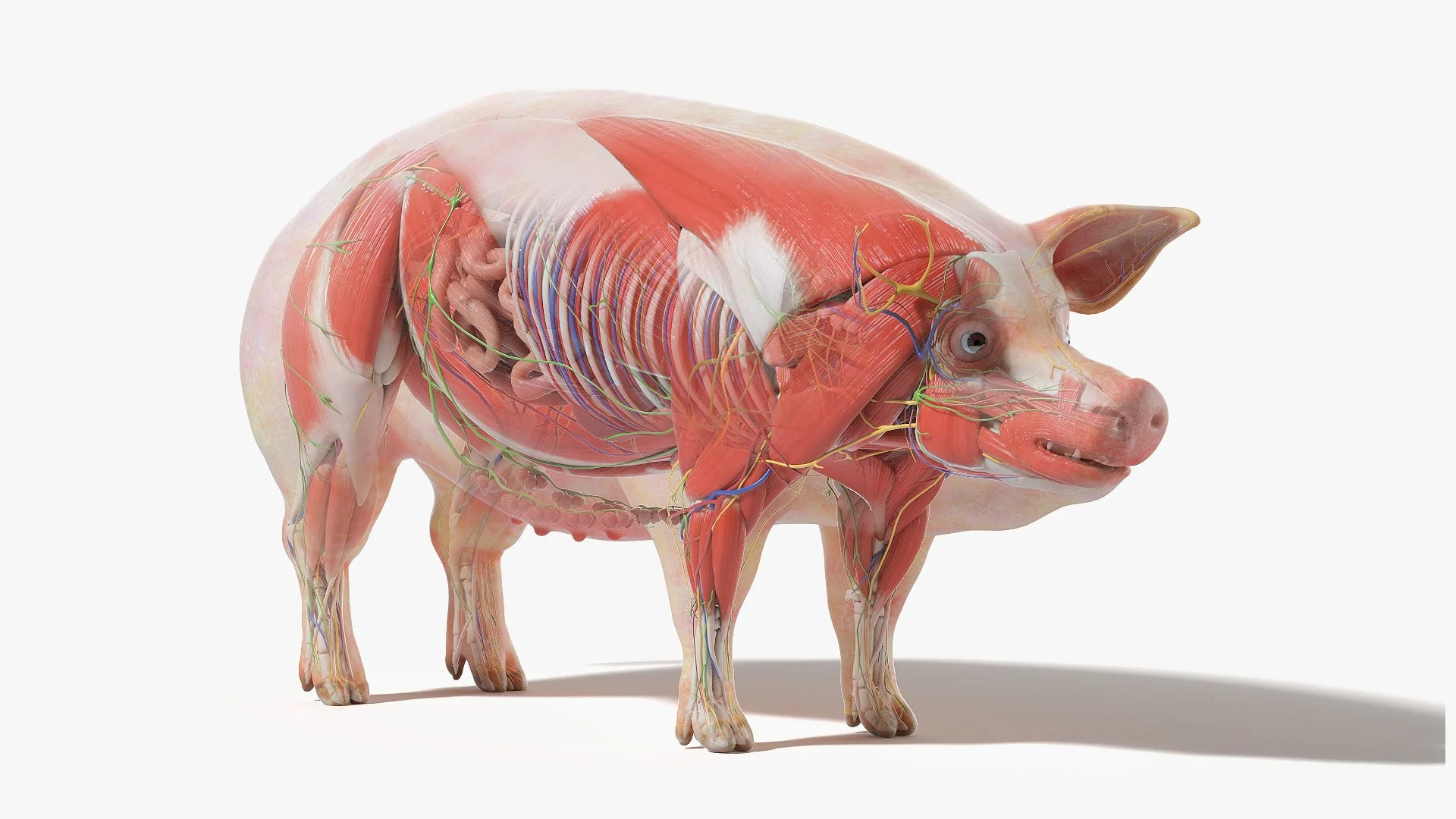 Анатомическая модель свиньи с органами для 3D-исследований долголетия
