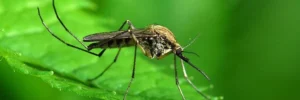 Що їдять комарі
