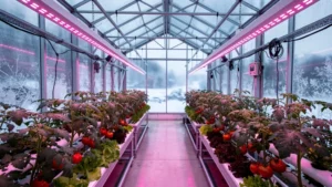 Теплиця з томатами під LED-світлом взимку в Україні