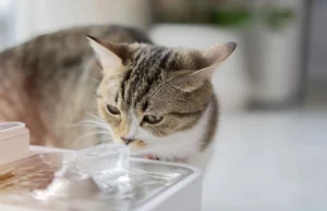 Как приучить кота к воде: пошаговый план без стресса