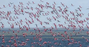 Рожеві фламінго летять над Чорним морем через вибухи війни
