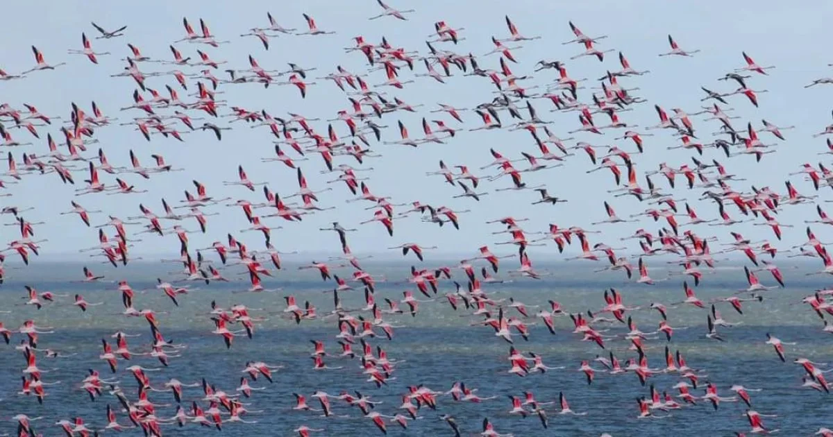 Рожеві фламінго летять над Чорним морем через вибухи війни