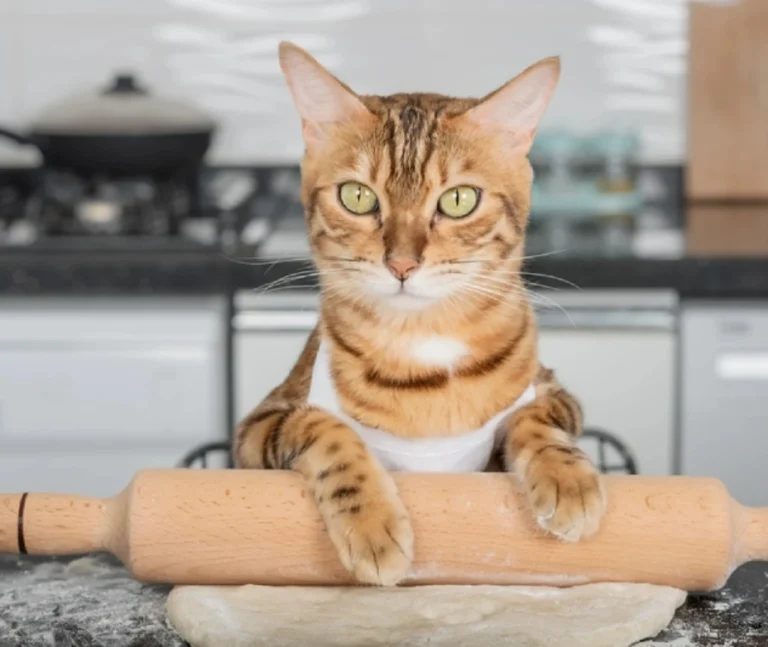 Чому коти роблять масаж лапками: глибокий розбір інстинкту, який робить нас щасливішими